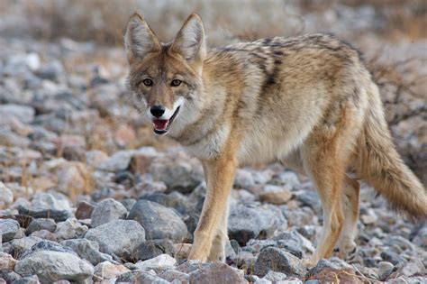 Coyote temperament. Things To Know About Coyote temperament. 